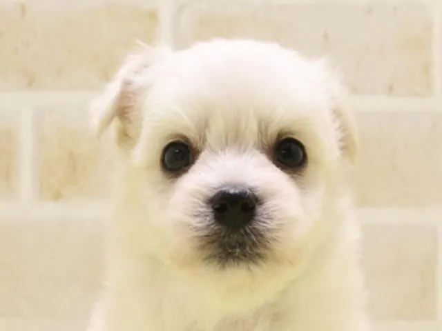 千葉県のハーフ犬・ミックス犬 (ペッツワン船橋習志野店/2025年3月23日生まれ/男の子/ホワイト)の子犬